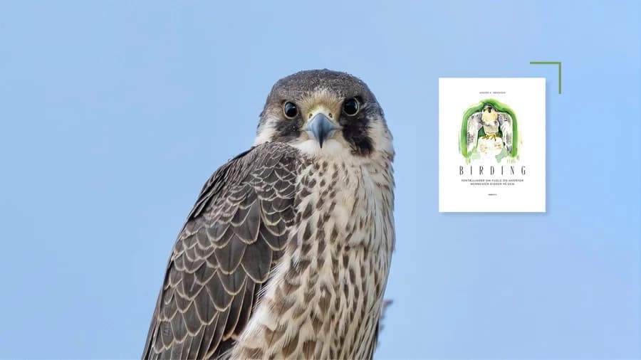 Birding - Fortællinger om fugle og hvorfor mennesker kigger på dem