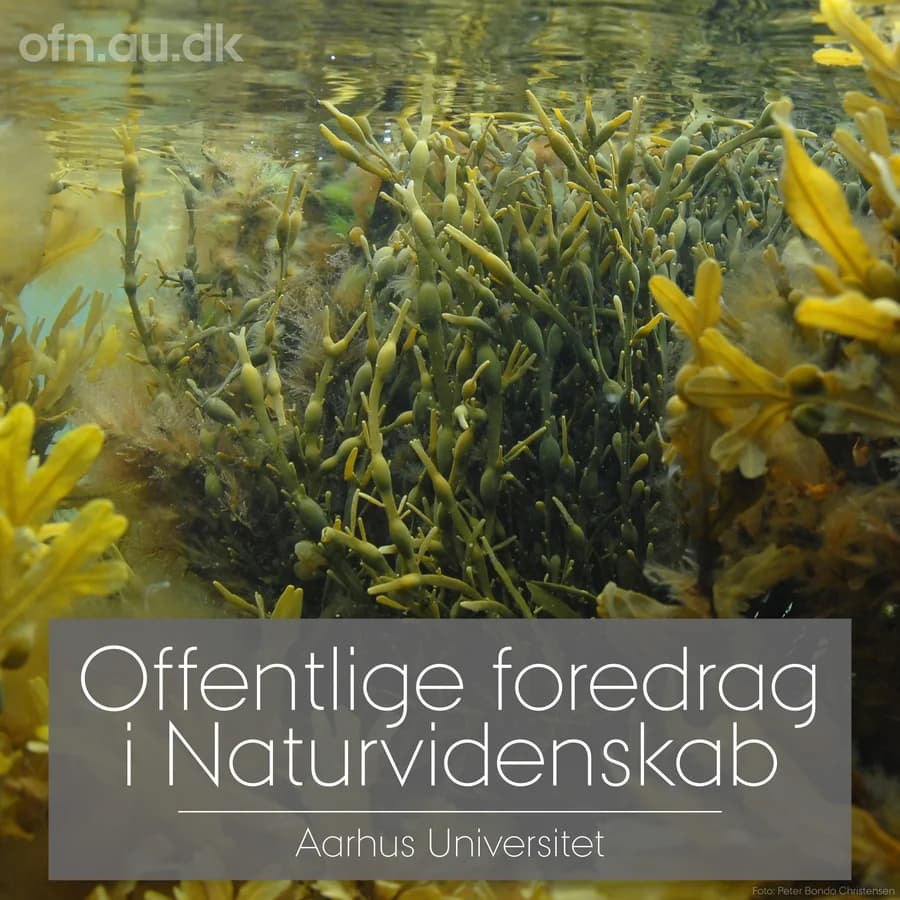Foredrag: Tang