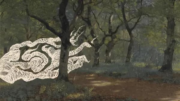 Skovvandring: Planternes historier og naturens magi