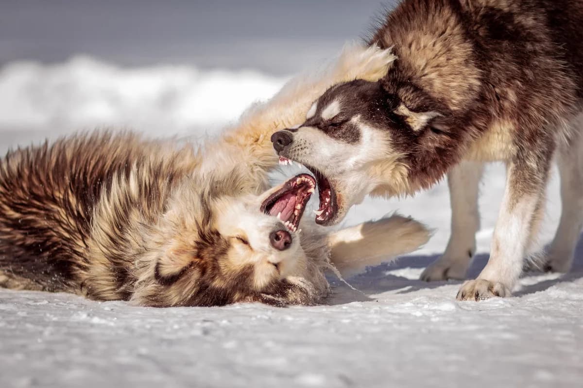 Two Siberian huskies playing in the snow